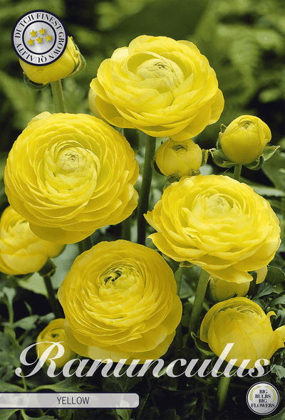 Ranunculus geel