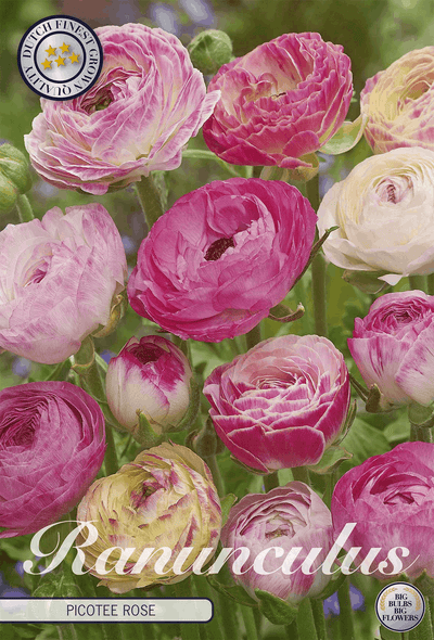 Ranunculus Picotee Roos