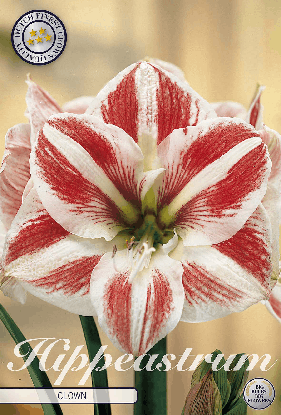 Amaryllis
