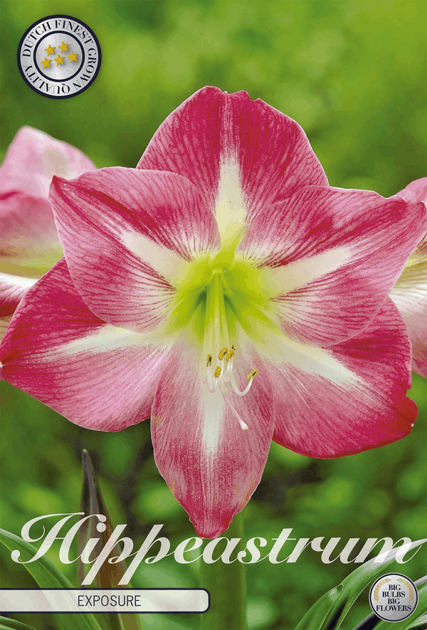 Hippeastrum Exposure