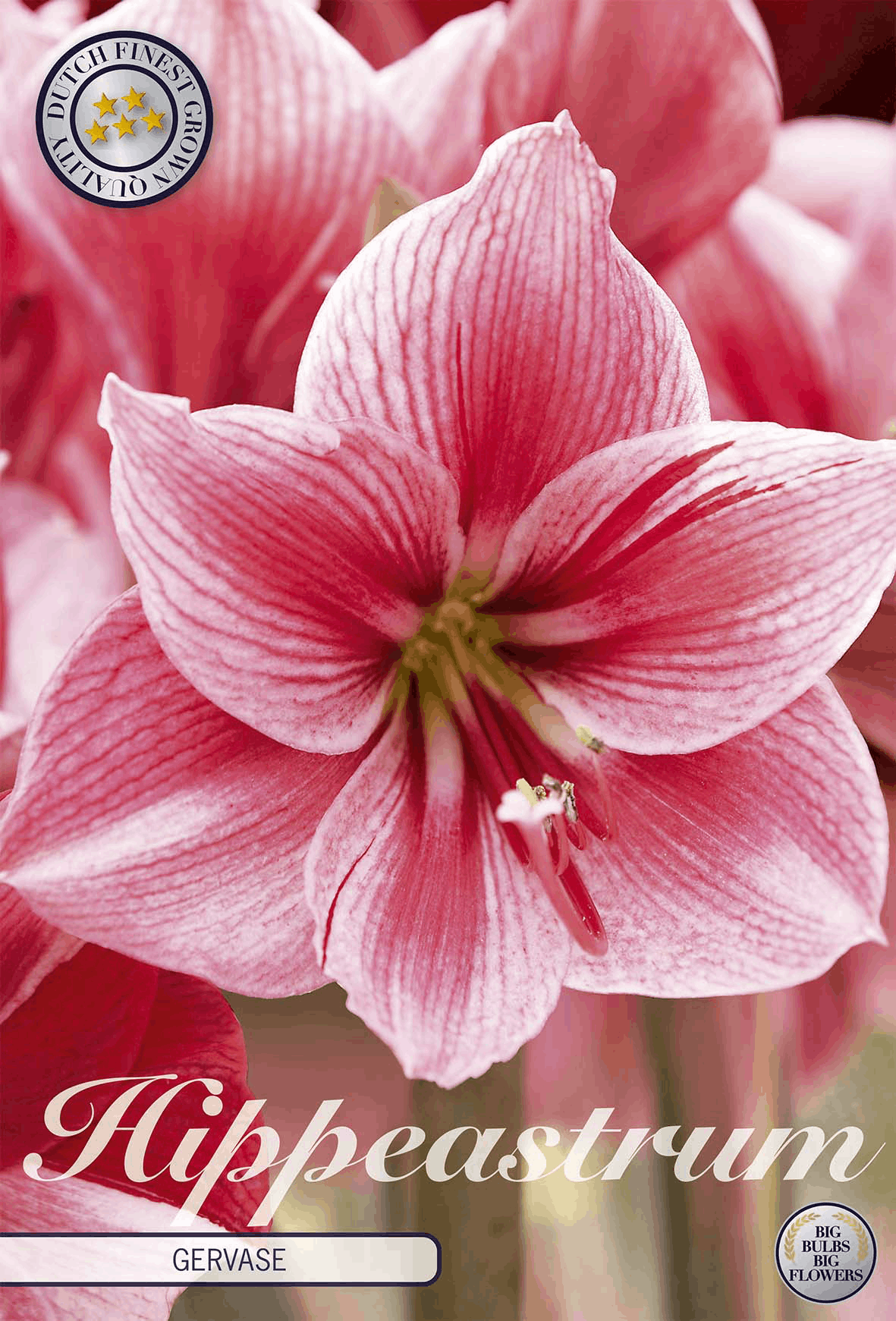 Amaryllis