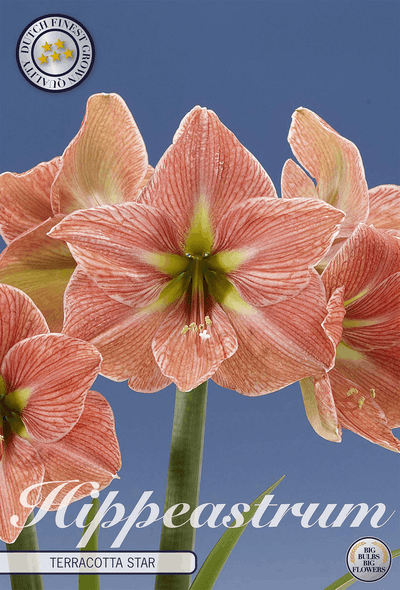 Hippeastrum Terracotta Star