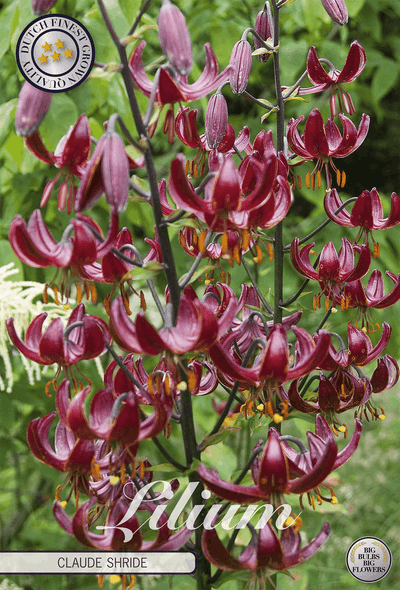 Lilium Claude Shirde