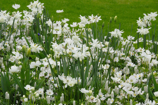 Anemone Coronaria Bride
