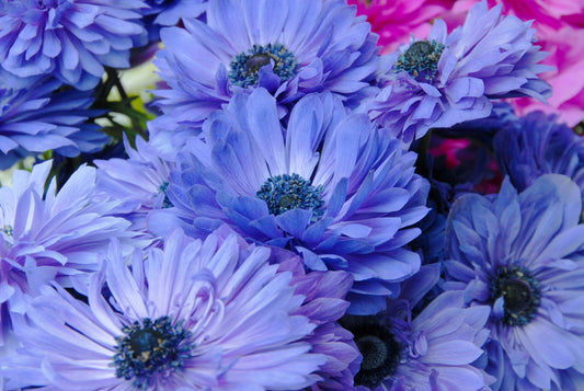 Anemone Coronaria Lord Lieutenant