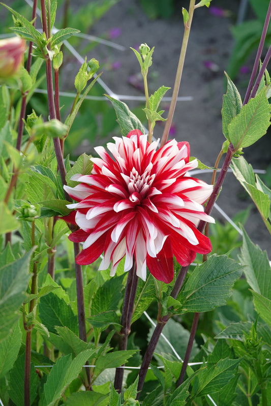 Dahlia Catching Fire