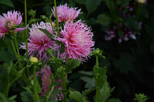 Dahlia Stars Favourite