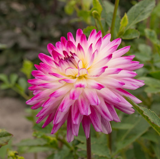 Dahlia Hayley Jane