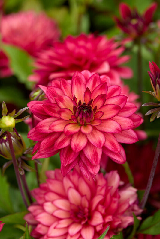 Dahlia Ocean Of Love