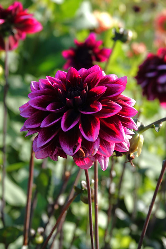 Dahlia Davina Michelle