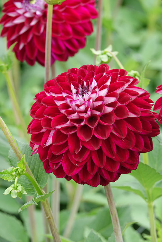 Dahlia Embassy