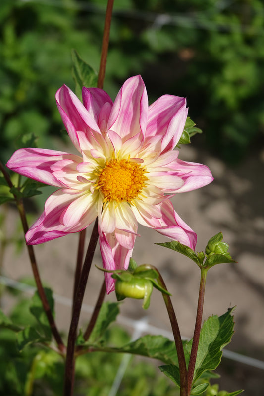 Dahlia Fancy Pants