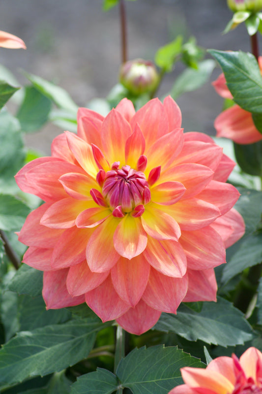 Dahlia Firepot