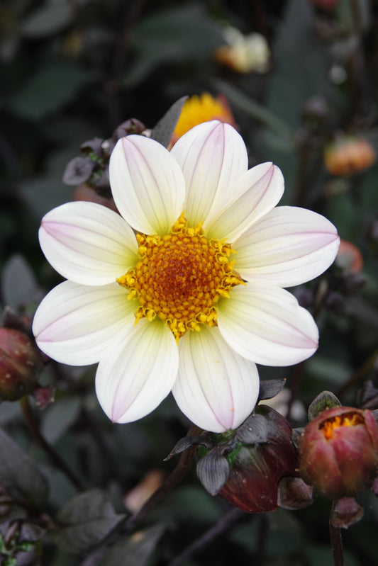 Dahlia White Cream