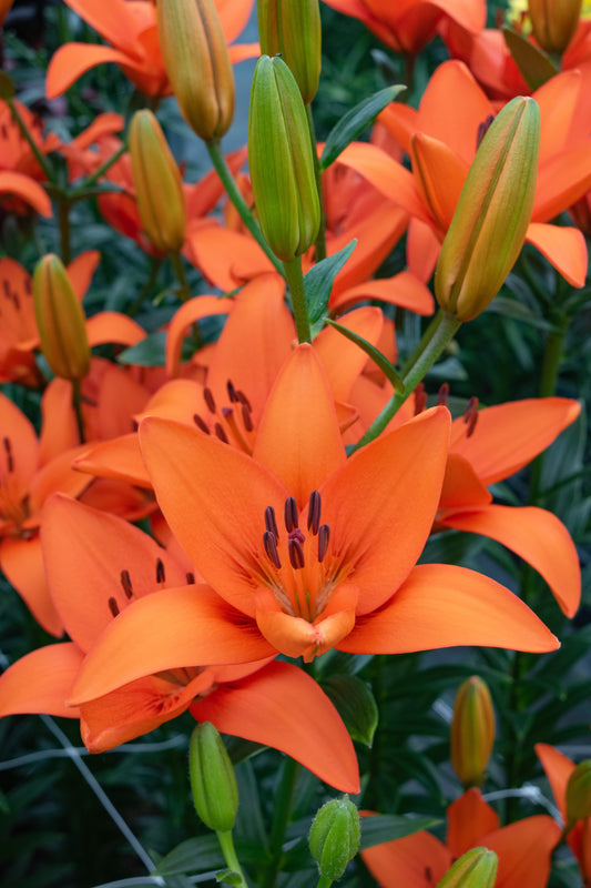 Lilium Orange Summer
