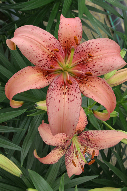 Lilium Morpho Pink
