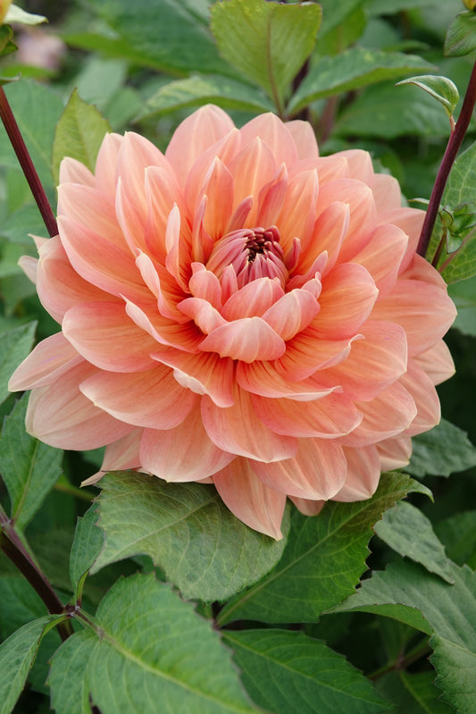 Dahlia Nicholas