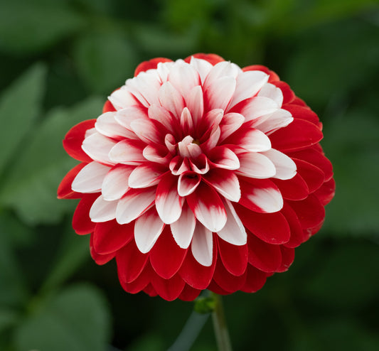 Dahlia Olgas Light