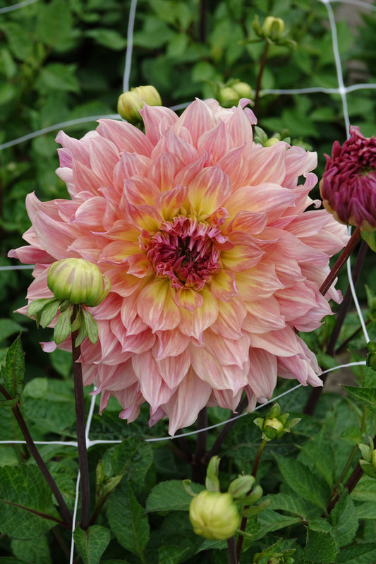Dahlia Pasadoble Dancer