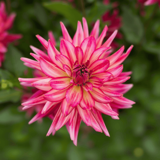 Dahlia Pinkie Swear