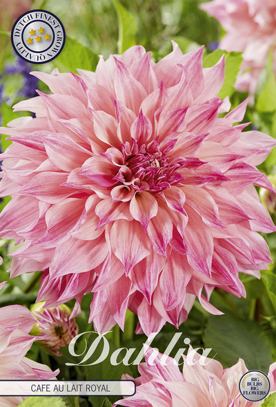 Dahlia Café au Lait Royal