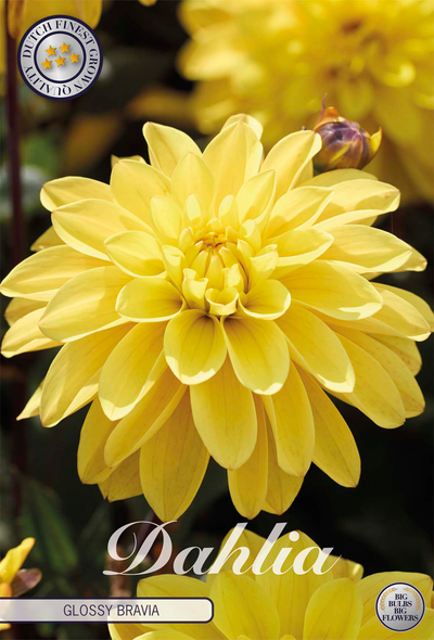 Dahlia Glossy Bravia