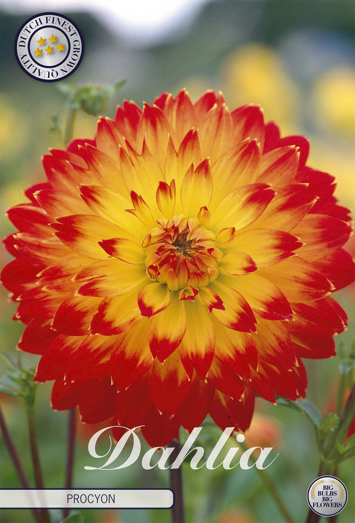 Oranje bloembollen