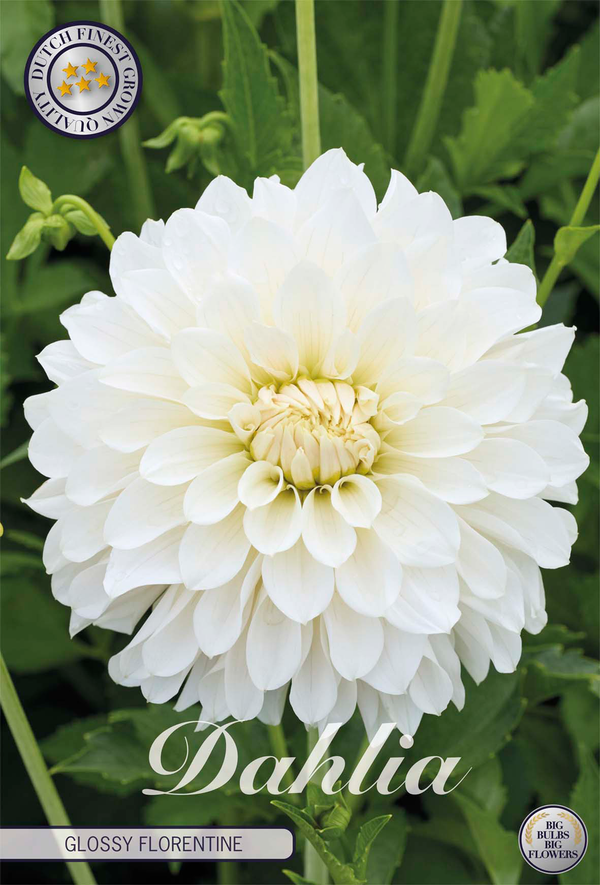 Dahlia Glossy Florentine