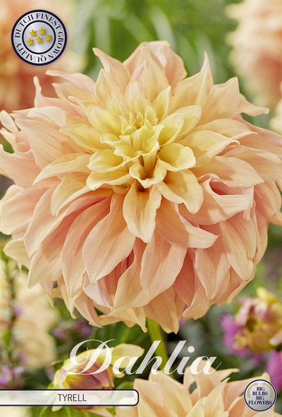 Dahlia Tyrell