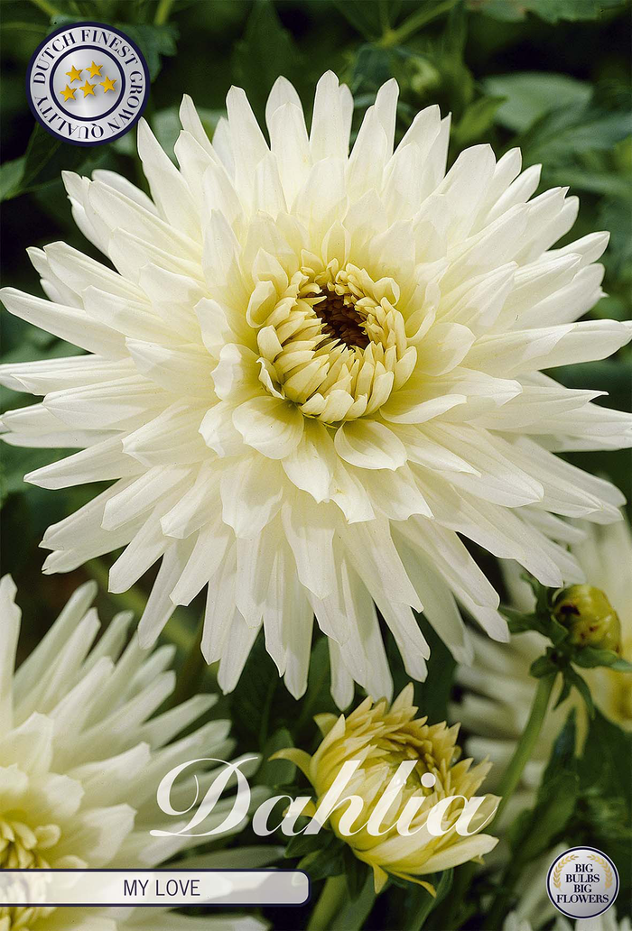 Dahlia My Love