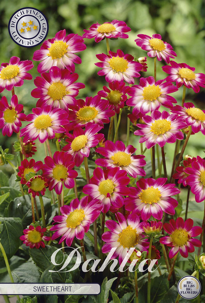 Dahlia Sweetheart