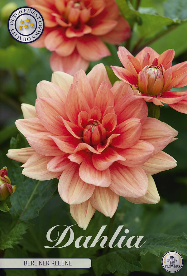 Dahlia Berliner Kleene