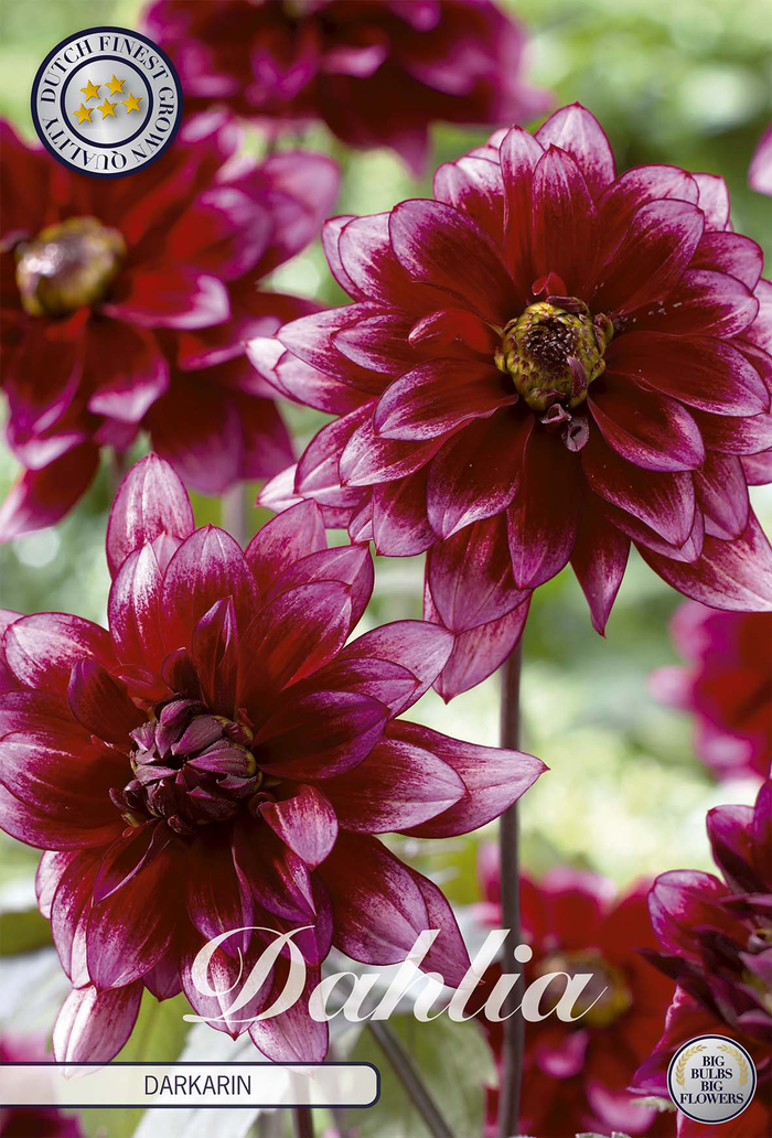 Dahlia Darkarin