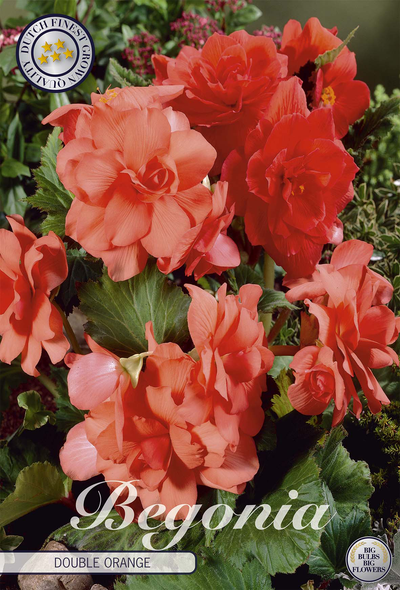 Dubbele Oranje Begonia