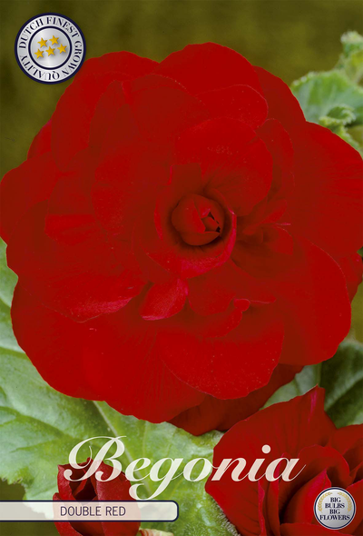 Begonia Dubbel Rood