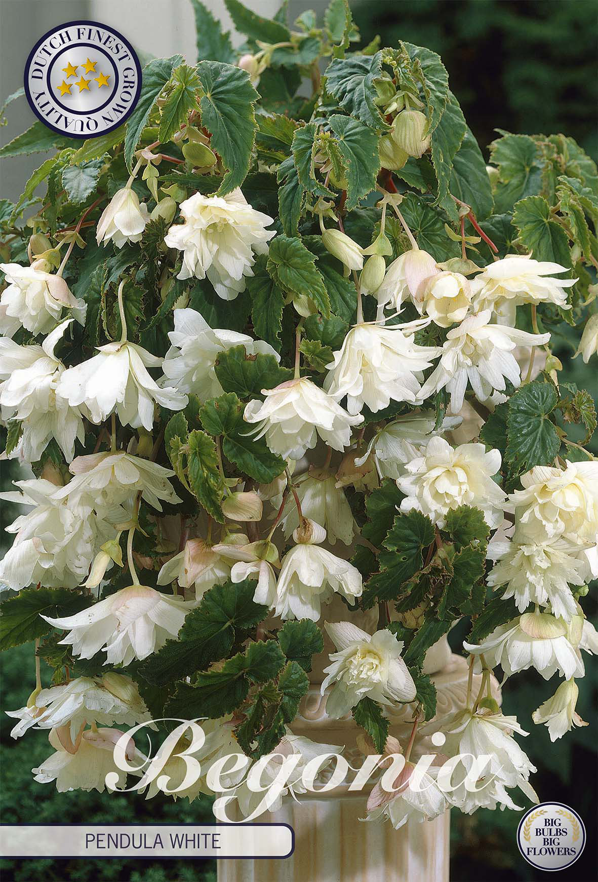 Begoniabollen