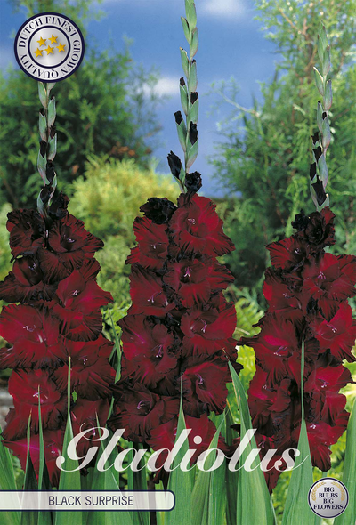 Gladiolus Black Surprice