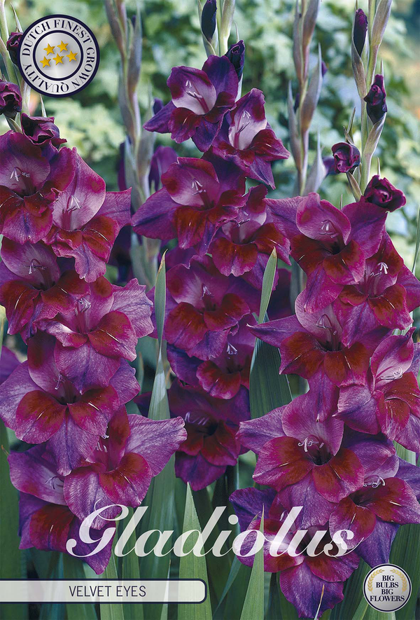 Gladiolus Velvet Eyes