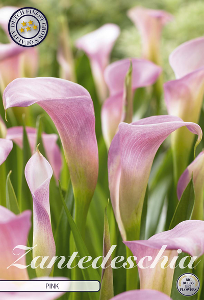 Zantedeschia Lichtroze