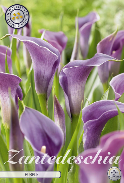 Zantedeschia Paars