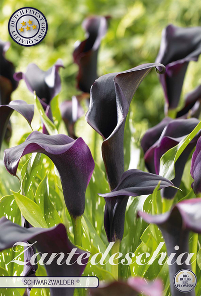 Zantedeschia Schwarzwälder
