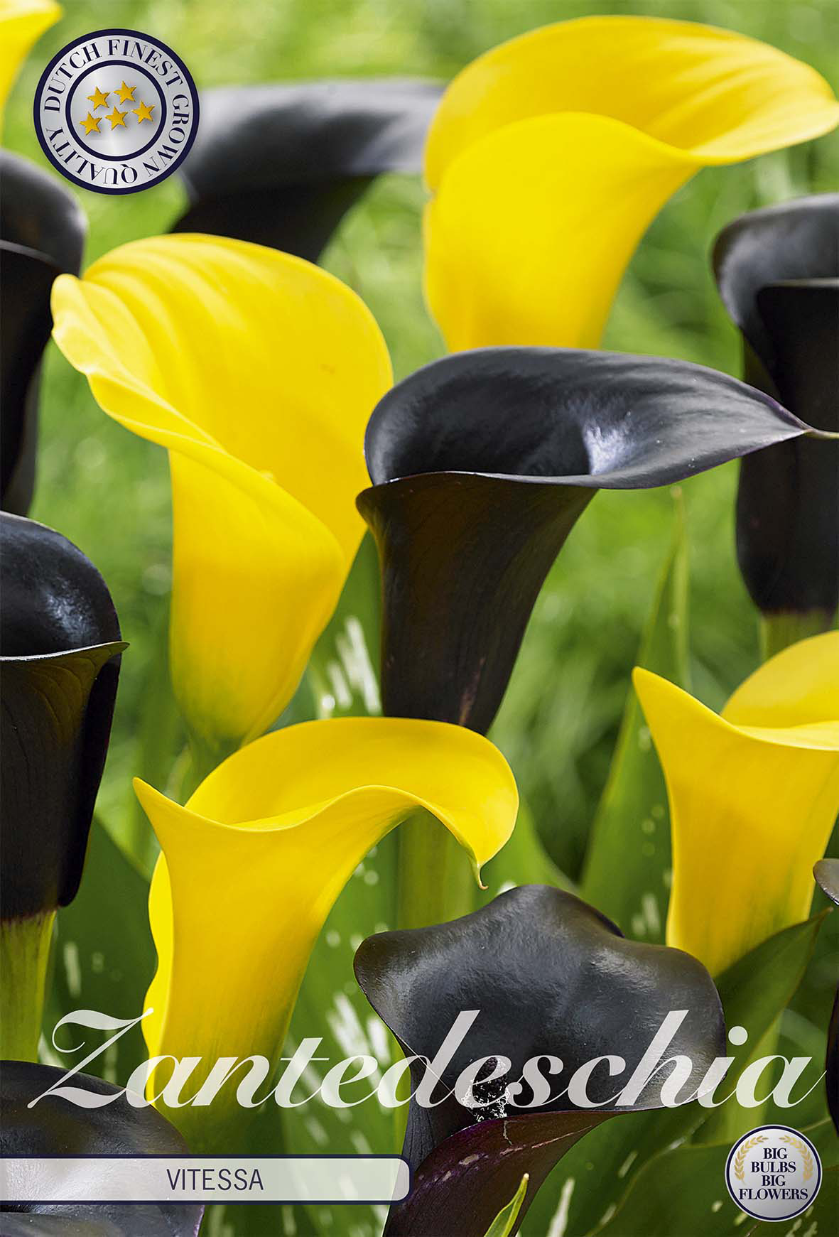 Zantedeschia-bollen