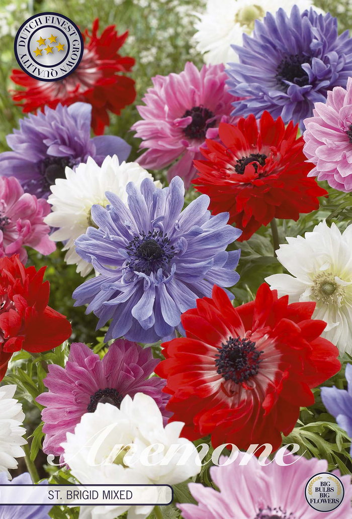 Anemone Coronaria St Brigit