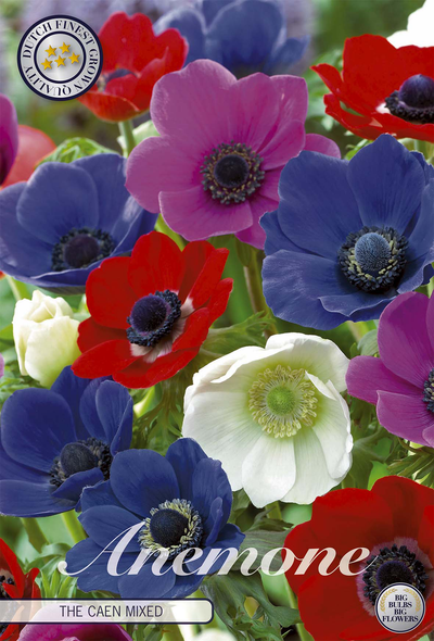 Anemoon Coronaria De Caen Gemengd