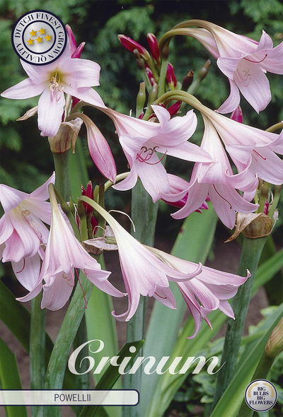 Crinum Powellii