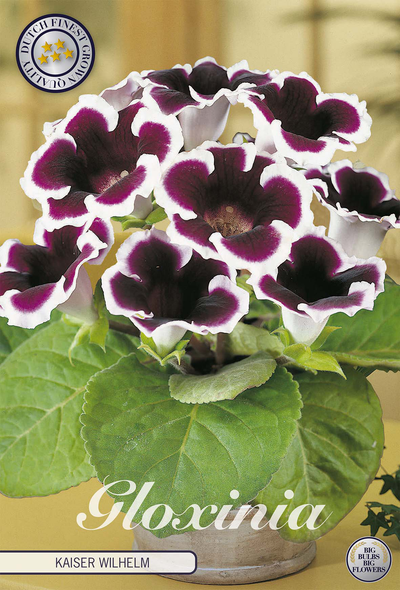 Gloxinia Kaiser Wilhelm