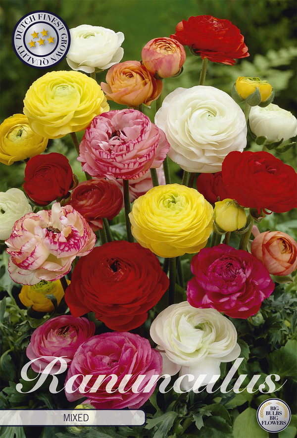 Ranunculus gemengd