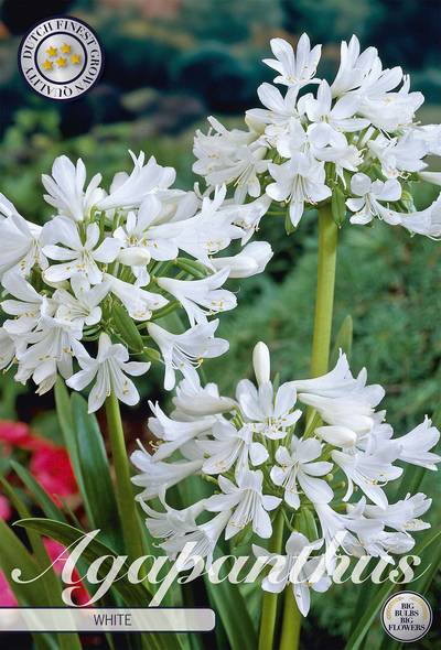 Agapanthus wit