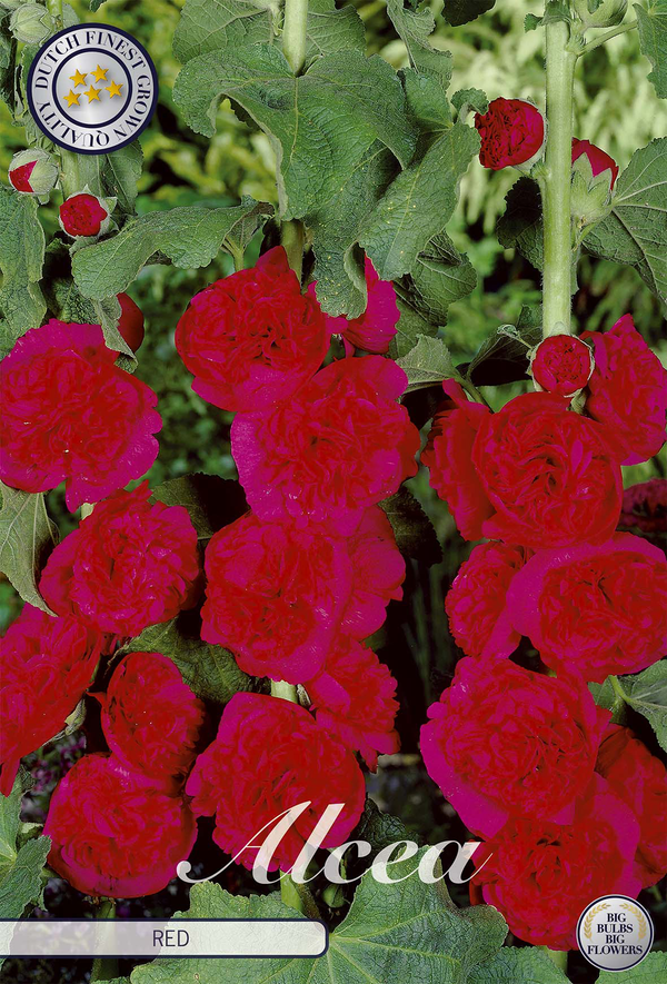 Alcea Rood