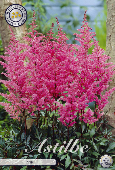 Astilbe Roze